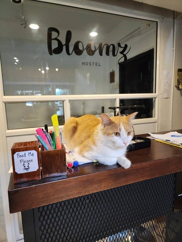 Bloomz Hostel, photo 10